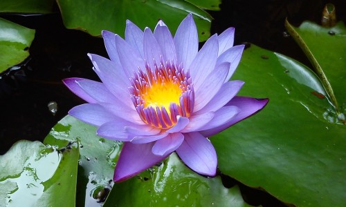 春什么丸-春甫臻丸的功效网 :分享春甫臻丸是合格产品不-春丸的功效与作用知识